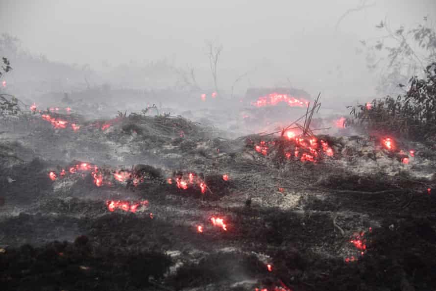 Smouldering peatland following a suspected land clearance fire in Kampar, Sumatra, in 2019.