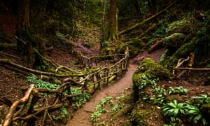 Puzzlewood, in the forest of Dean