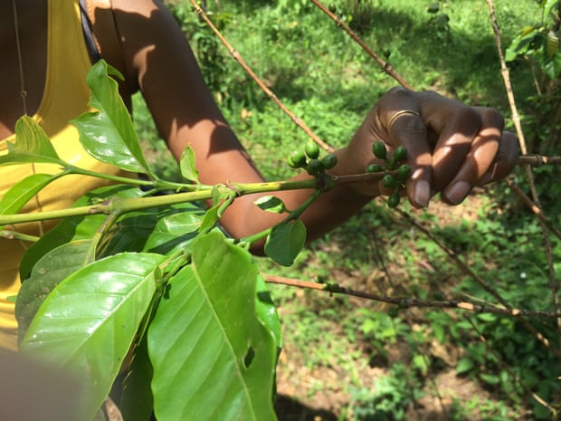 Unripe arabica coffee pods on a small plantation outside of Kigali