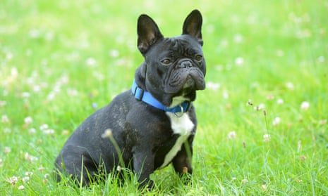 Owners urged to 'stop and think' before buying as English bulldogs