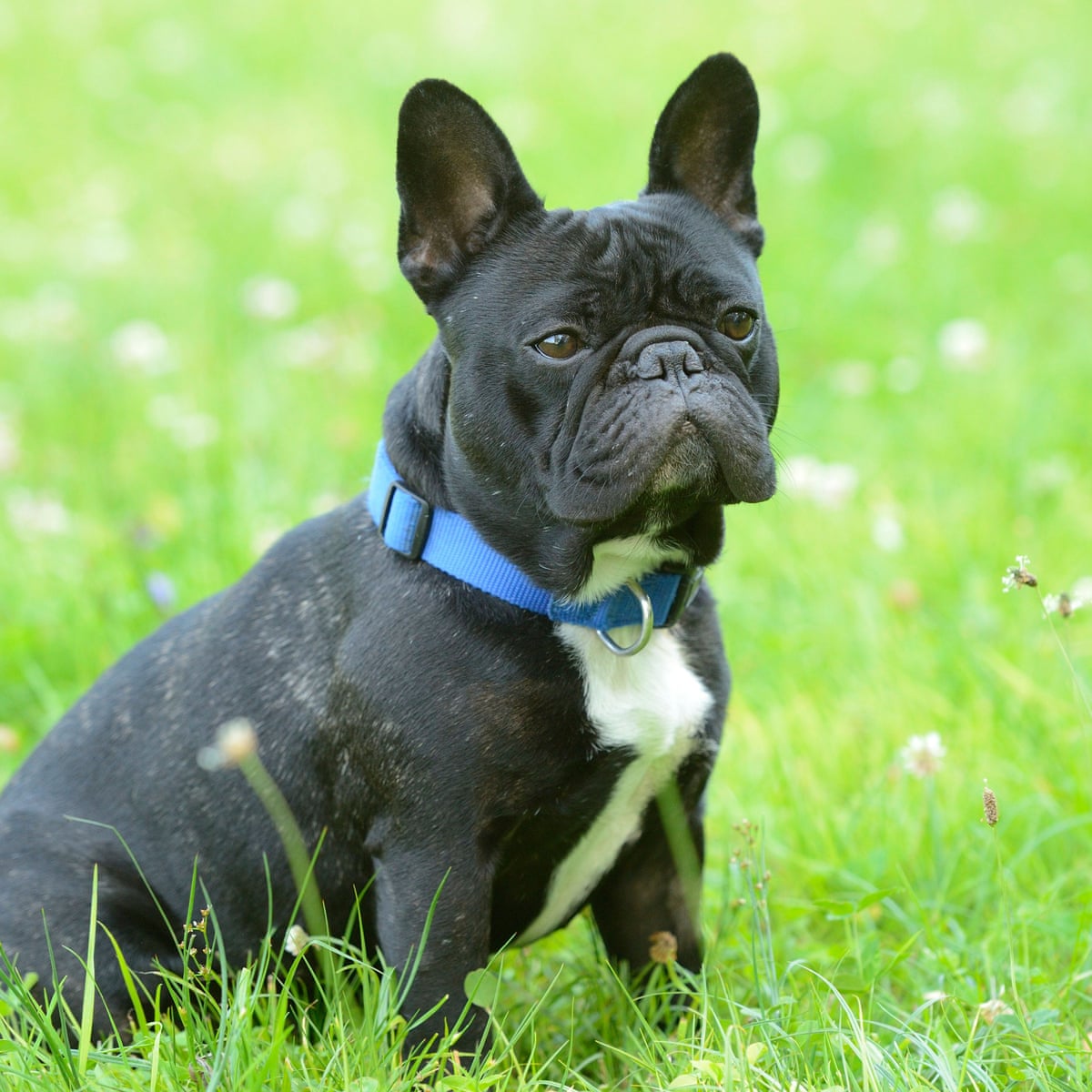 17 Things To Never Say To A French Bulldog | Frenchie Facts  