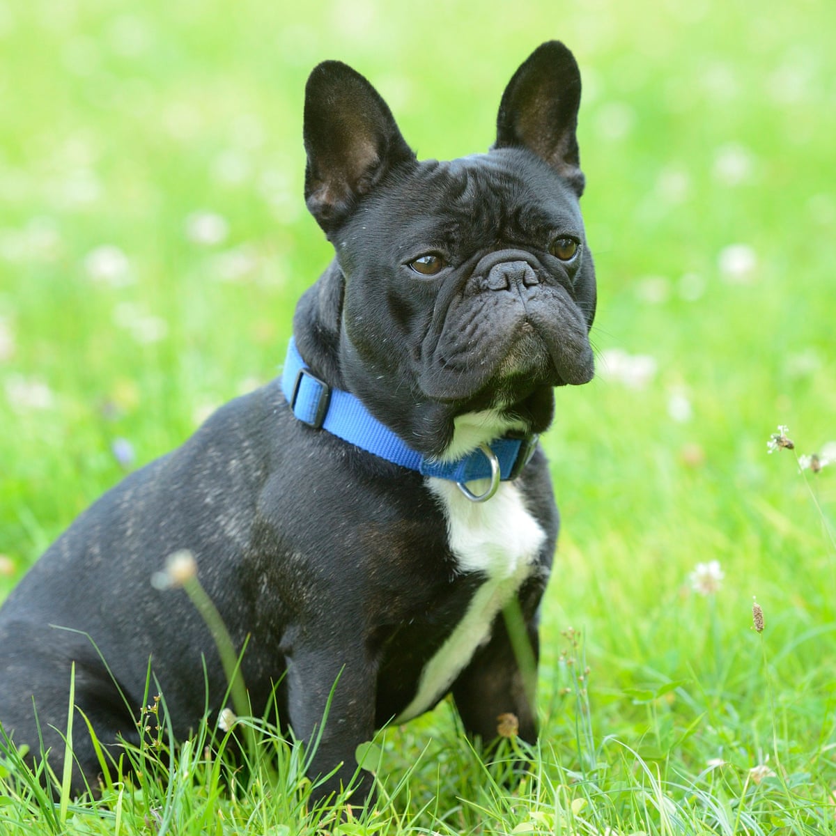 17 Things To Never Say To A French Bulldog | Frenchie Facts