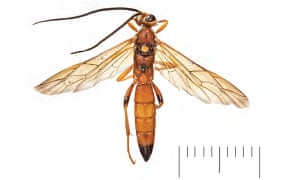 New species of wasp <em>Lymantrichneumon disparis.</em>