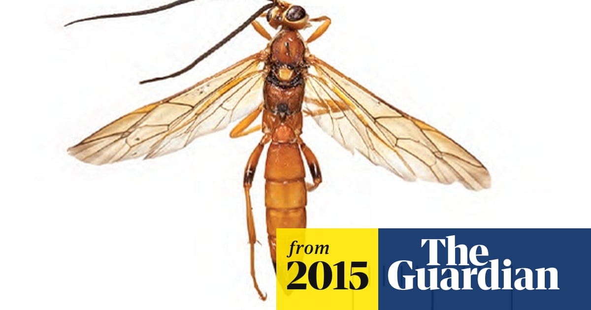 new species of wasp discovered in england insects the guardian new species of wasp discovered in england insects the guardian
