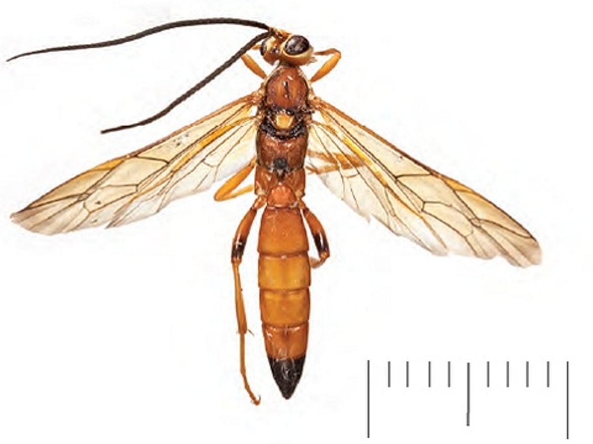 new species of wasp discovered in england insects the guardian new species of wasp discovered in england insects the guardian