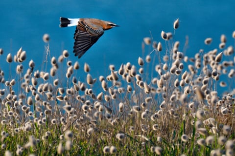 Северная каменка, Oenanthe oenanthe, в полете в Parc Naturel Régional d'Armorique, Бретань, Франция. Птица — летний гость на Британских островах.