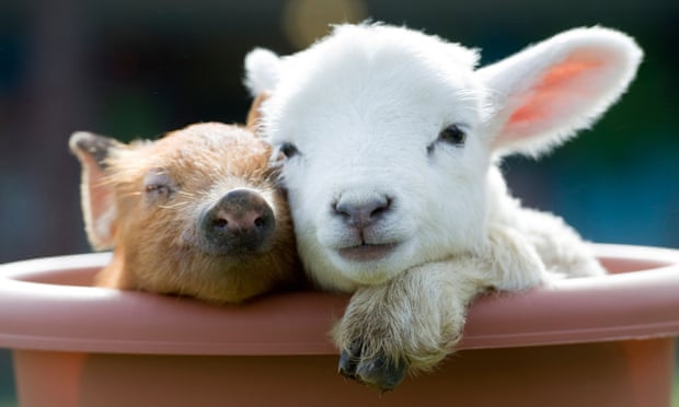 Smile for the camera … a newborn baby piglet and lamb cuddle on a farm.