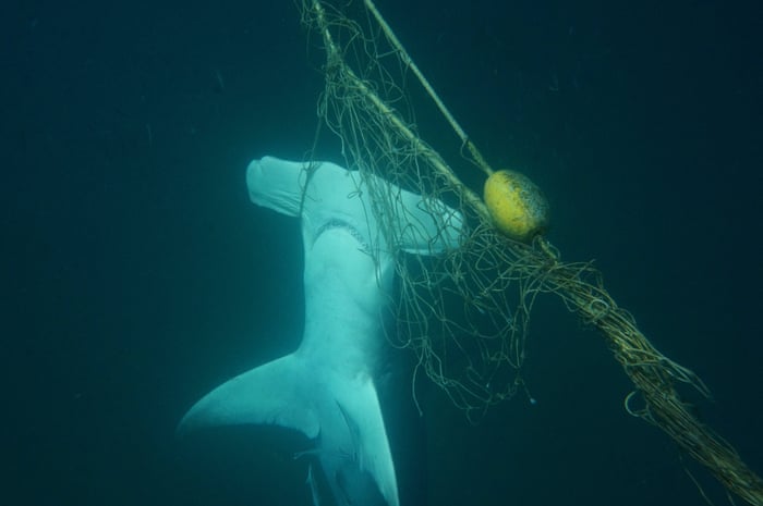 Shark Attack Five Survivors On What It S Like When A Great White Tries To Eat You Environment The Guardian