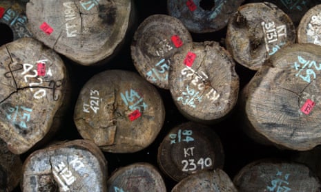 Stamped logs of raw timber in Indonesia