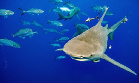 A lemon shark swimming in the sea surrounded by fish