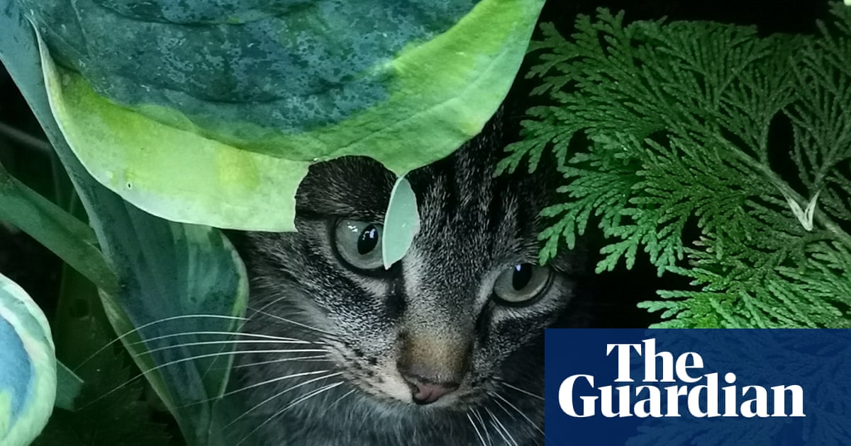Hosta hideout and a queen bee – readers’ best photographs