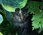 Hosta hideout and a queen bee – readers’ best photographs