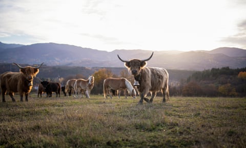 Highland cattle on a dairy farm in Scotland.