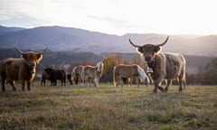 Highland Cattles In Dairy Farm On Sunset<br>Bunch of highland scottish cattles in dairy farm on sunset