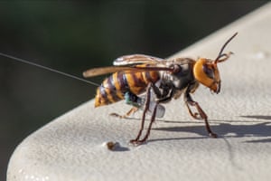 A photo provided by the Washington State Department of Agriculture shows an Asian giant hornet wearing a tracking device