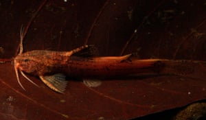 Akysis patrator, a small sisoroid catfish