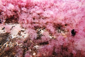 Uma alga aquática chamada macarenia (Rhyncholacis clavigera) dá uma cor rosa à água em que ela cresce, vista aqui na área rural de San José de Guaviare, Colômbia.