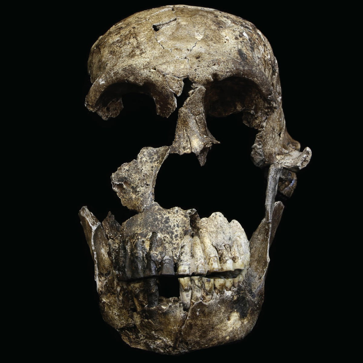 New analysis of ancient human protein could unlock secrets of evolution | Evolution | The Guardian