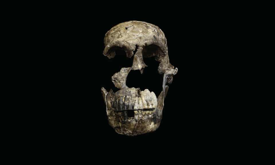 The skull of Homo naledi, as discovered in the Rising Star cave system in South Africa.
