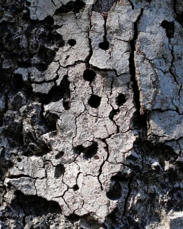 The effects of the goldspotted oak borer beetle in California.
