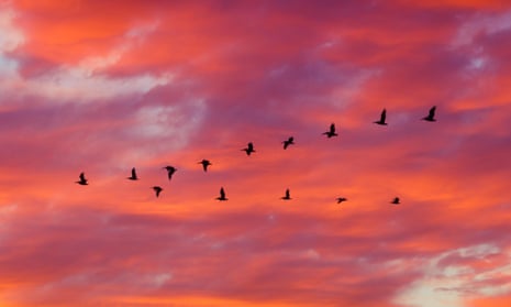 Sillhoutte of birds flying in formation with dramatic clouds at sunset