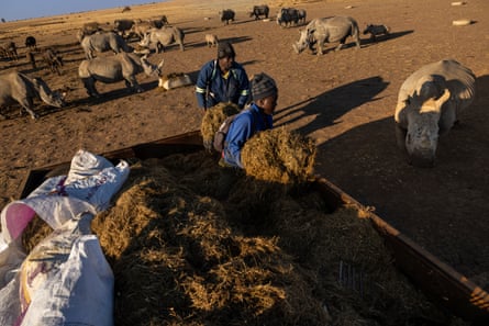 Alimentar os rinocerontes como parte do processo de renaturalização.