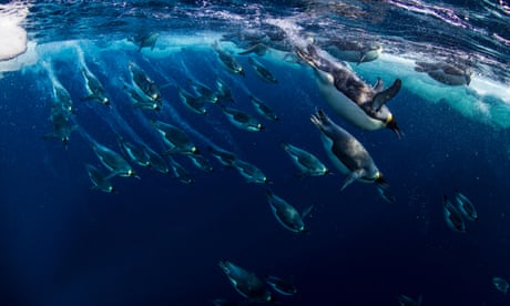 Resultado de imagem para marine reserve antarctica