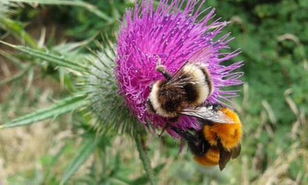 The native Chilean bumblebee