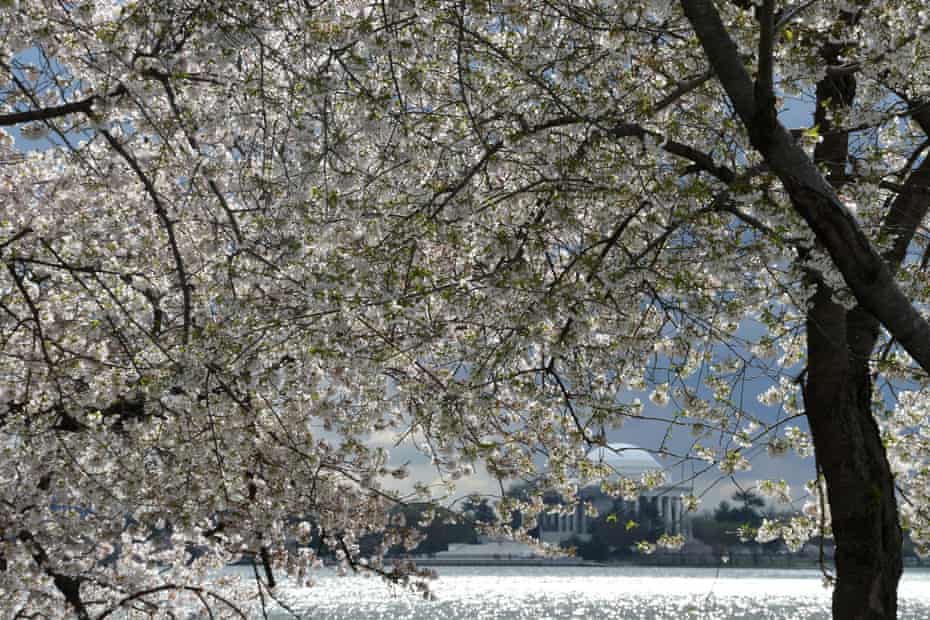 The cherry blossom trees in Washington DC reached their flowery peak on 28 March, according to the National Park Service.
