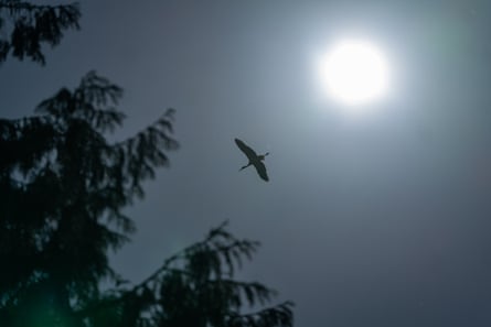 A storks flying high under the sun
