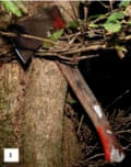 An axe hooked around a tree brach