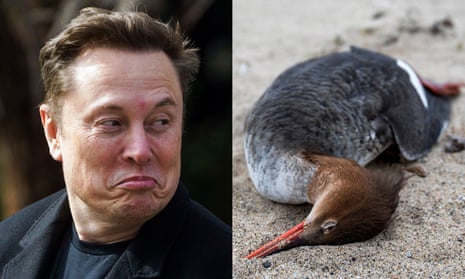 a composite image showing a man who is Elon Musk and a dead bird