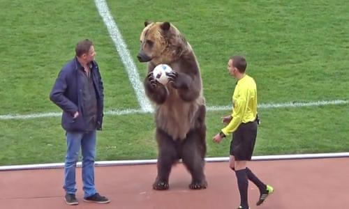 beruang bermain bola