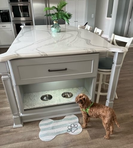 a dog standing in front of a kitchen island