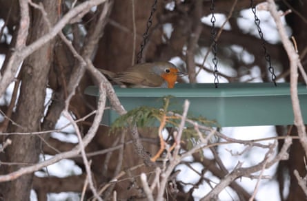 A European robin on a platform feeder in a hedge.