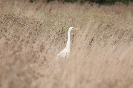 A great egret with a long neck and orange beak stands amid tall golden grasses