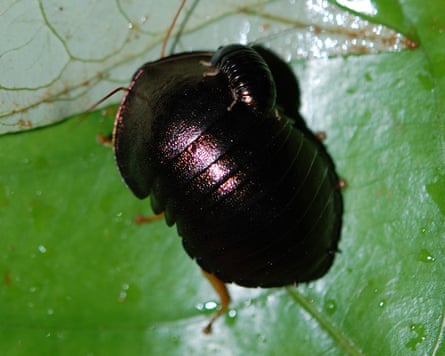 A small dark-coloured insect like a beetle but is actually a cockroach
