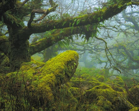 In Search Of Britain's Lost Rainforests - Foto 11