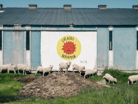 sheep in front of a barn with an anti-uranium sign painted on it
