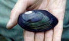 Specieswatch: depressed mussel disappears from stretch of Thames