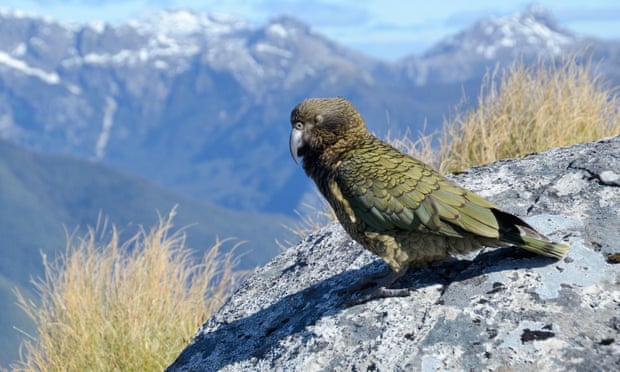 a kea among grasses and rocks on a new zealand mountainside