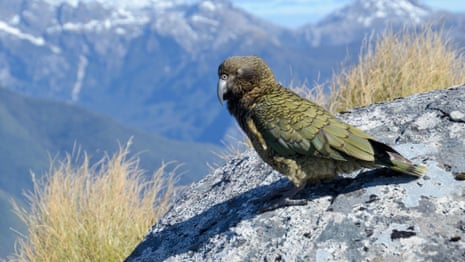 Kea voted bird of the year in New Zealand – video