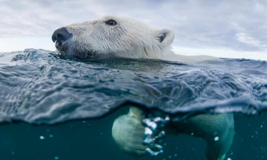There are more than 2,500 polar bears in the coastal area that includes Labrador and northern Quebec, according to Environment Canada.