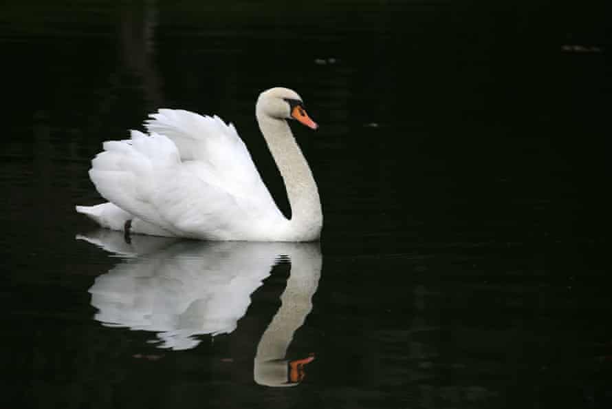 Swan float double? (9.2)