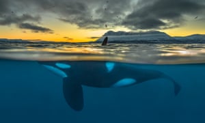 A killer whale at sunrise off the coast of northern Norway.
