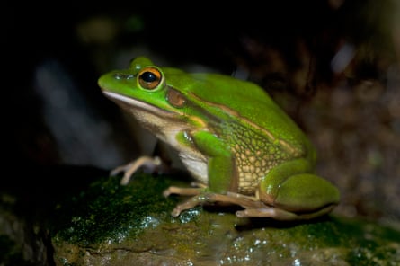 The vulnerable green and golden bell frog has been listed as requiring a recovery plan since 2009 and no plan has been adopted.