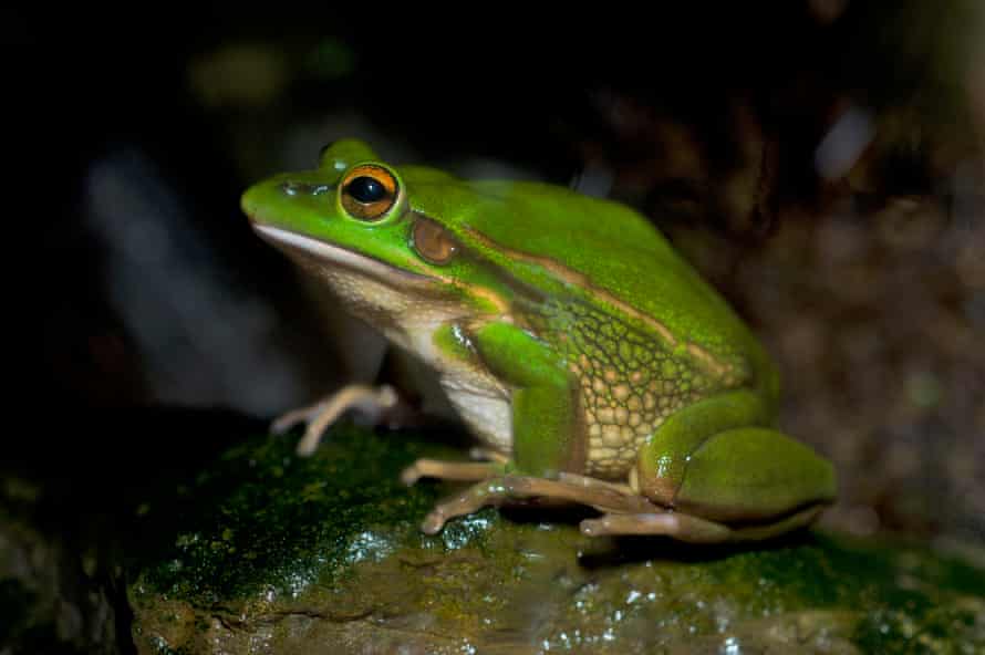 The vulnerable green and golden bell frog has been listed as requiring a recovery plan since 2009 and no plan has been adopted.