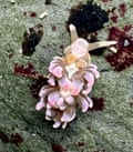 A sea slug with pink polyp-like protuberances
