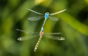 West Haddlesey, Reino UnidoDuas libelinhas voam em North Yorkshire