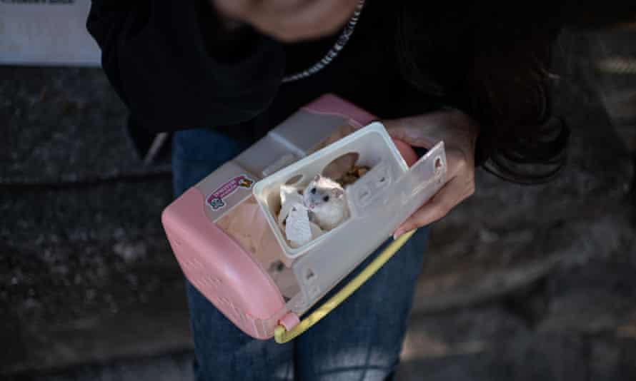 A volunteer in Hong Kong carries a caged hamster taken from its owner.
